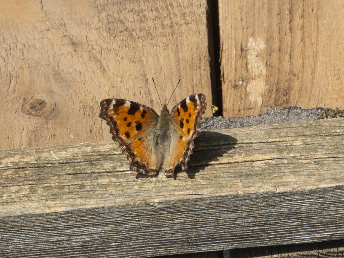 Nymphalis polychloros